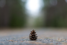 A single pine cone in the middle of a road.