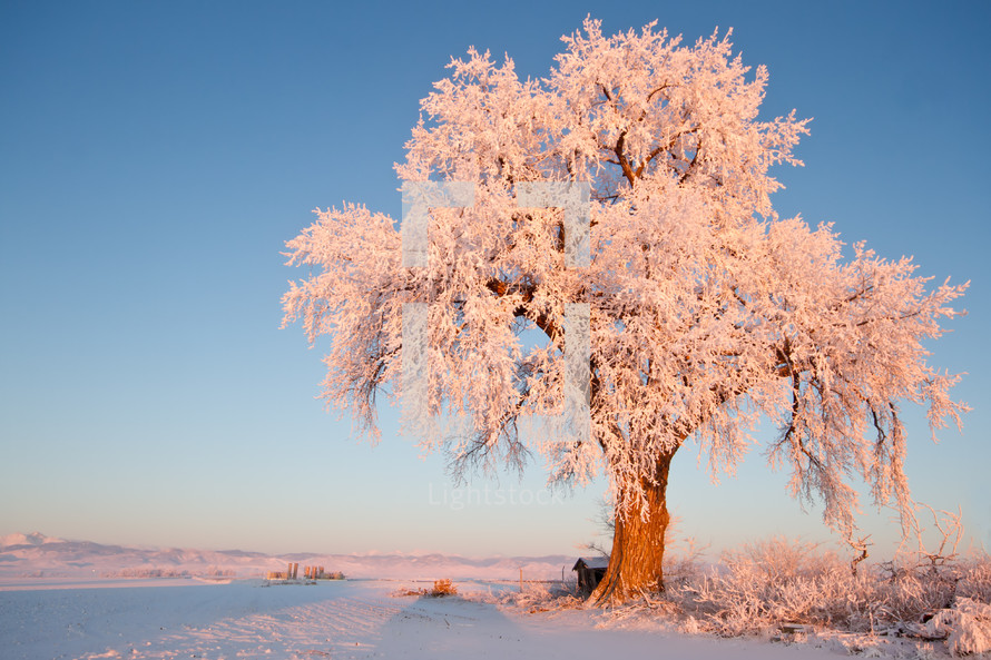 ice covered winter tree 
