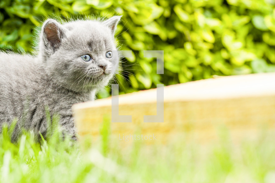 A kitten in the grass. 
