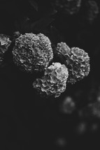 hydrangeas in black and white 