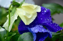 wet purple and yellow pansies 