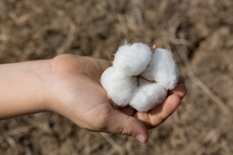 hand holding a cotton plant 