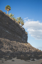 palm trees on the top of a cliff 