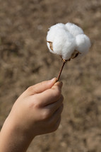 cotton plant 