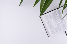 palm fronds and Bible on a white background 