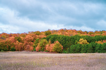 fall forest and field 