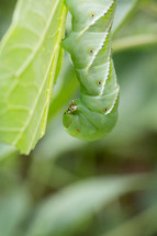 green caterpillar 