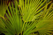 tropical plant foliage 