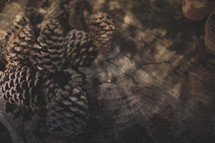 Pinecones sitting on the stump of a tree