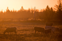 cows grazing in a pasture at sunset 