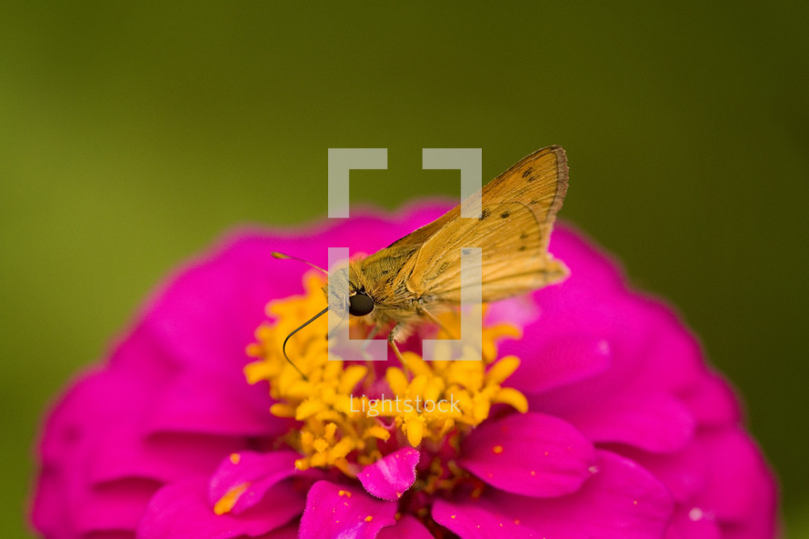 butterfly on a fuchsia flower 