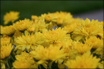 tops of yellow mums