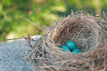 robins eggs in a nest 