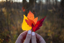 hands holding fall leaves 