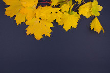 yellow fall leaves on a navy blue background 
