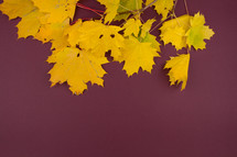 yellow fall leaves on a maroon background 