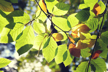 sunlight on green leaves 
