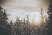 sunburst over a winter forest 