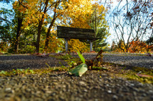 autumn park bench