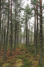 pine trees in a forest 