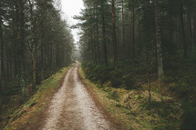 dirt road through a forest 