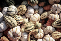 pile of striped pumpkins and gourds 