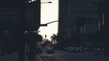 palm trees along city streets 