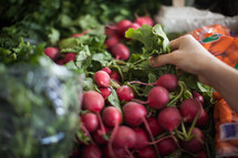 shopping for radishes at a farmers market 