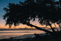 silhouette of a tree on a shore 