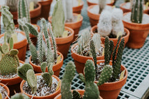 potted cacti 