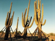 tall cactus supported with stacks