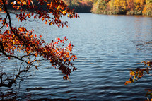 fall trees around a lake 
