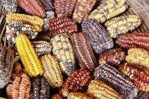 Varieties of Peruvian corn 
