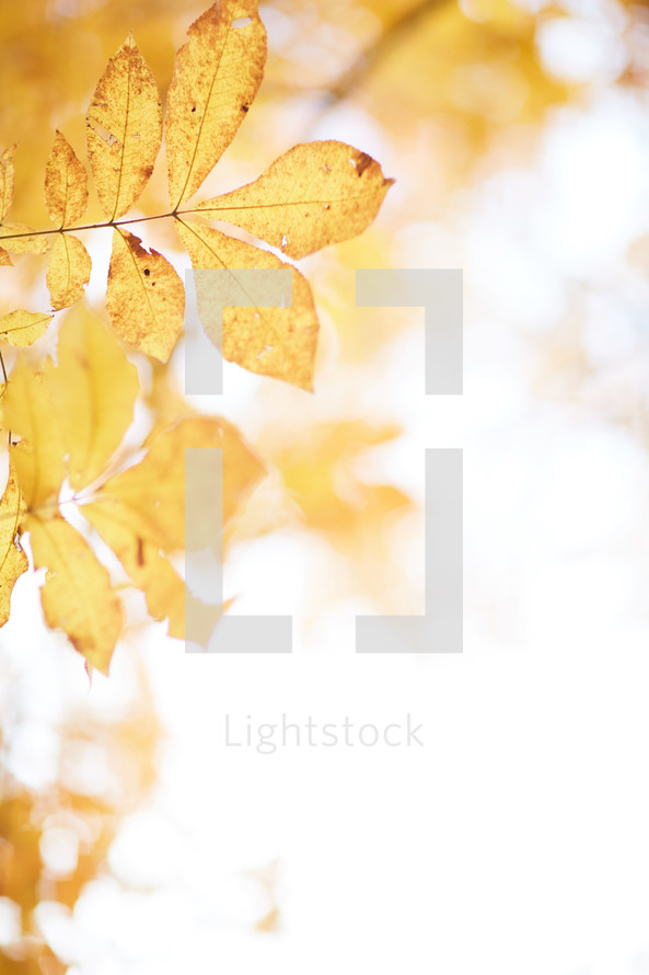 fall leaves in sunlight 