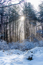 sunlight through trees in a winter forest 