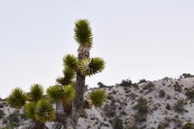 a Joshua tree in the desert 