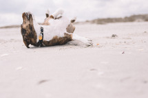 dog rolling in the sand on a beach 