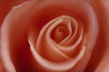 peach rose closeup 
