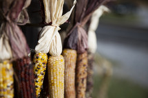Colorful dried Indian Corn for decorations 