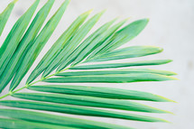 green palm leaf 