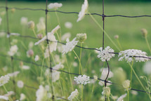 Queen Anne's lace growing along a fence 