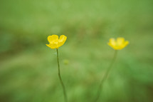 yellow summer flowers 