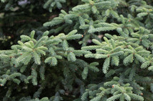 needles on a spruce tree 