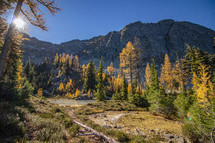 mountain forest in fall 