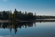 forest along a lake shore 