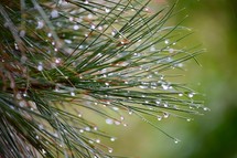 wet pine needles 