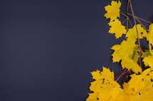 yellow fall leaves on navy blue background 