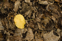 yellow leaf in pile of brown leaves 
