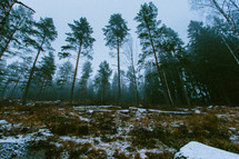 trees in a forest in winter 