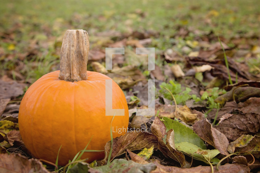 orange pumpkin in fall leaves 
